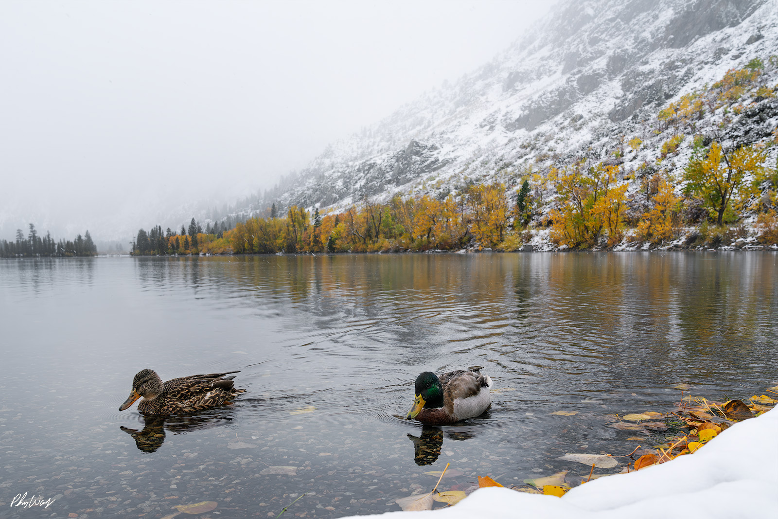 Ducks in Fall Two ducks swimming in a lake during autumn with snowy mountains and fall foliage in June Lake, California.