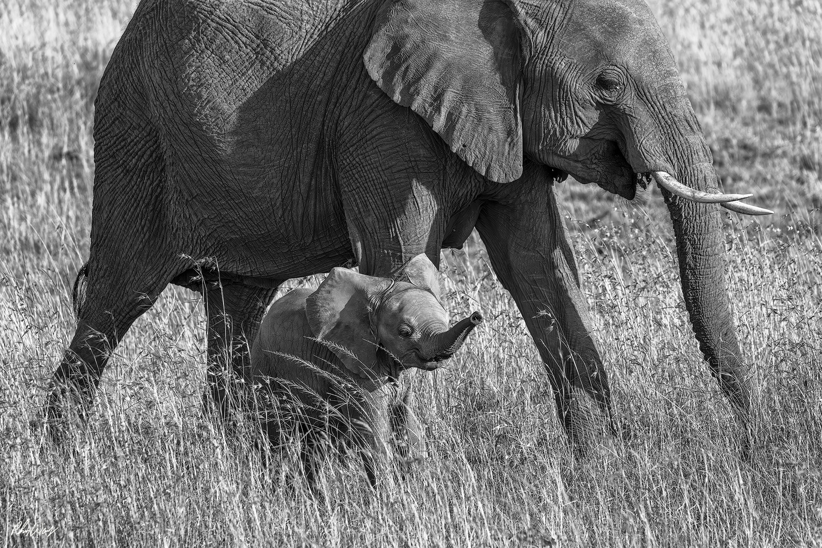 Optimistic Baby Elephant Baby elephant walking beneath an adult elephant with raised trunk in tall grass in black and white at Serengeti National Park Tanzania Africa.