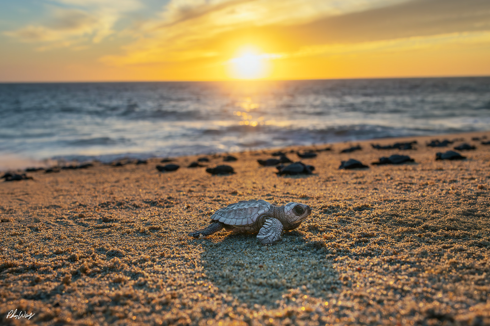 Super Model Baby A baby sea turtle crawling across sandy beach with ocean waves and a sunset in the background.