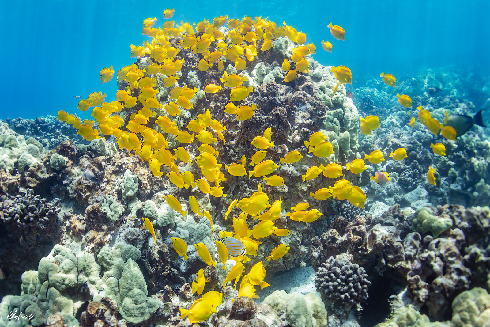 Tons of Tangs School of yellow tang fish swimming around coral reef underwater off the Kona coast on the Big Island of Hawaii.