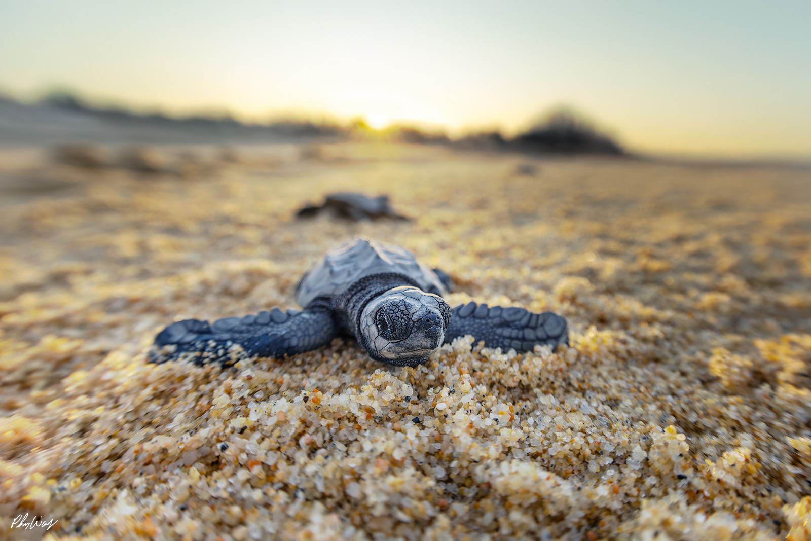 Baby Turtle Sunrise A baby sea turtle resting on sandy beach with sunrise light and blurred shoreline in the background.