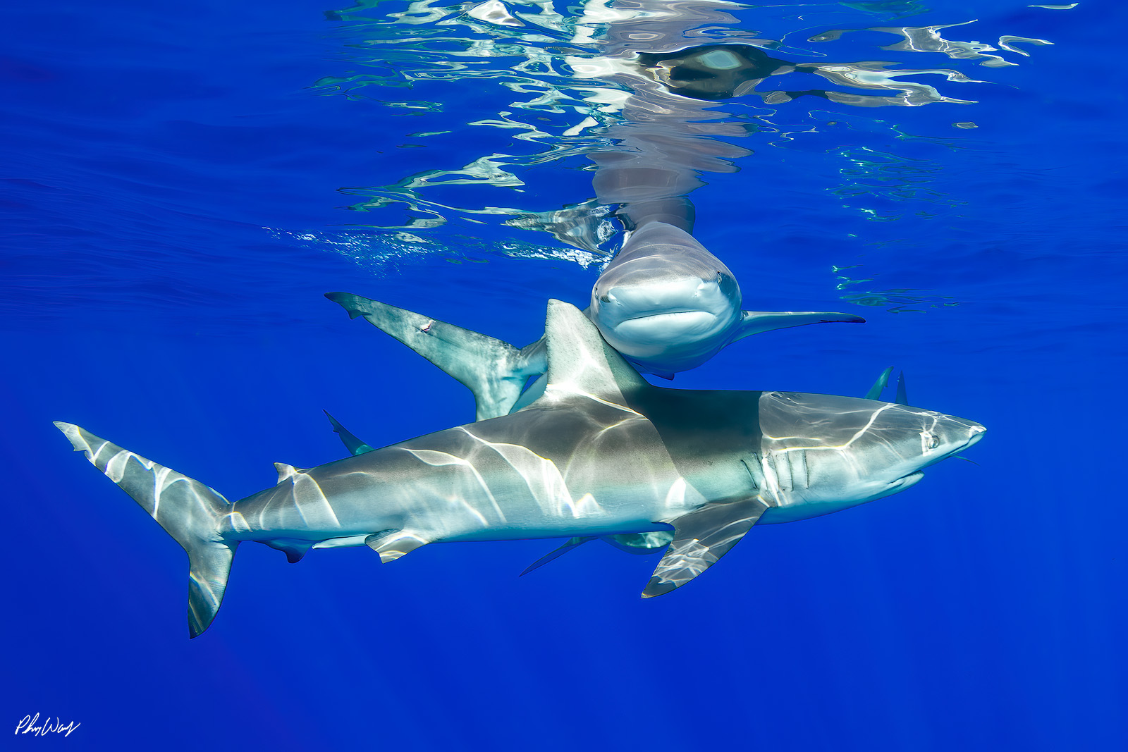 Friendly Galapagos Sharks Two Galapagos sharks swimming just below the ocean surface in clear blue water off the North Shore of Oahu, Hawaii.