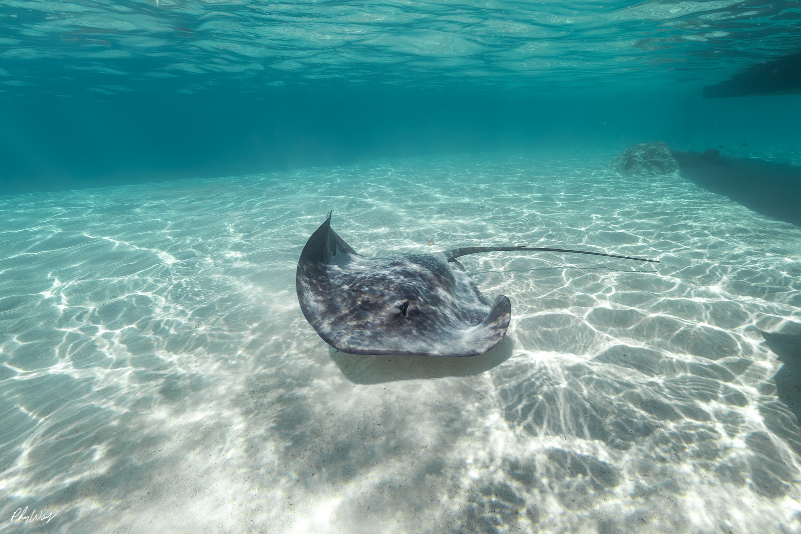 Tahiti Stingray Stingray resting on sandy lagoon floor in clear turquoise waters of Mo'orea, Tahiti.