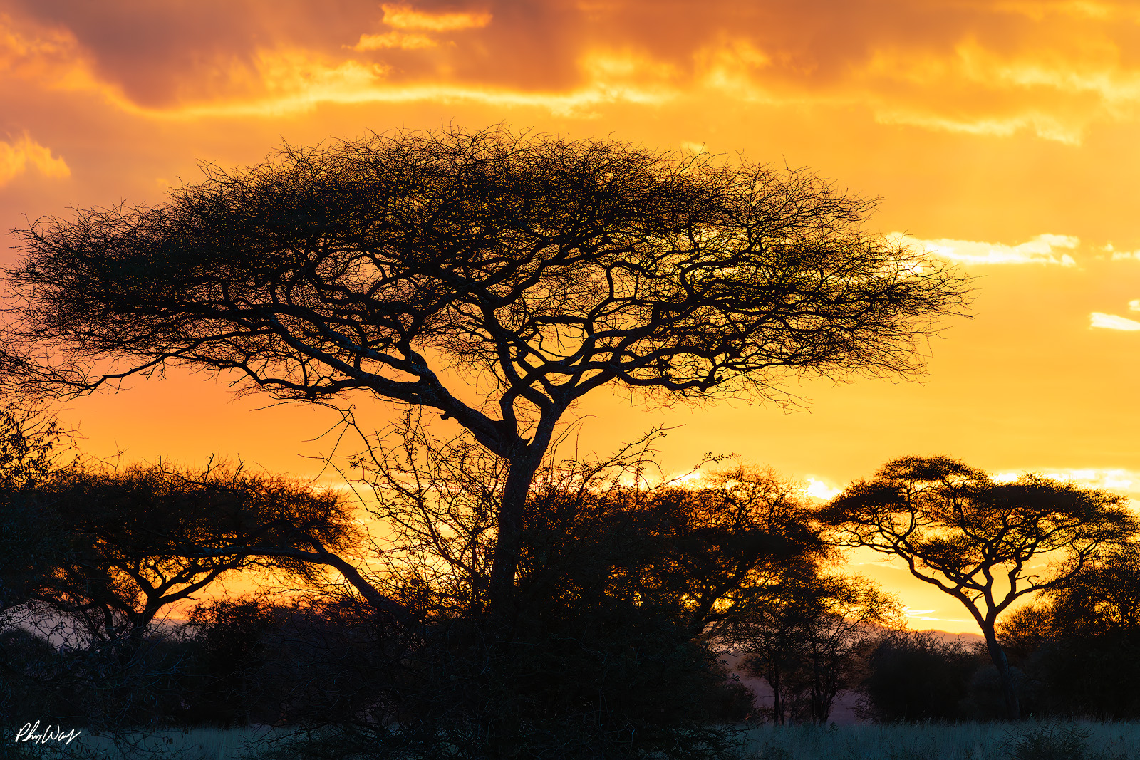 Kenya Fire Sky Silhouetted acacia trees against a fiery sunset sky in the Maasai Mara Kenya