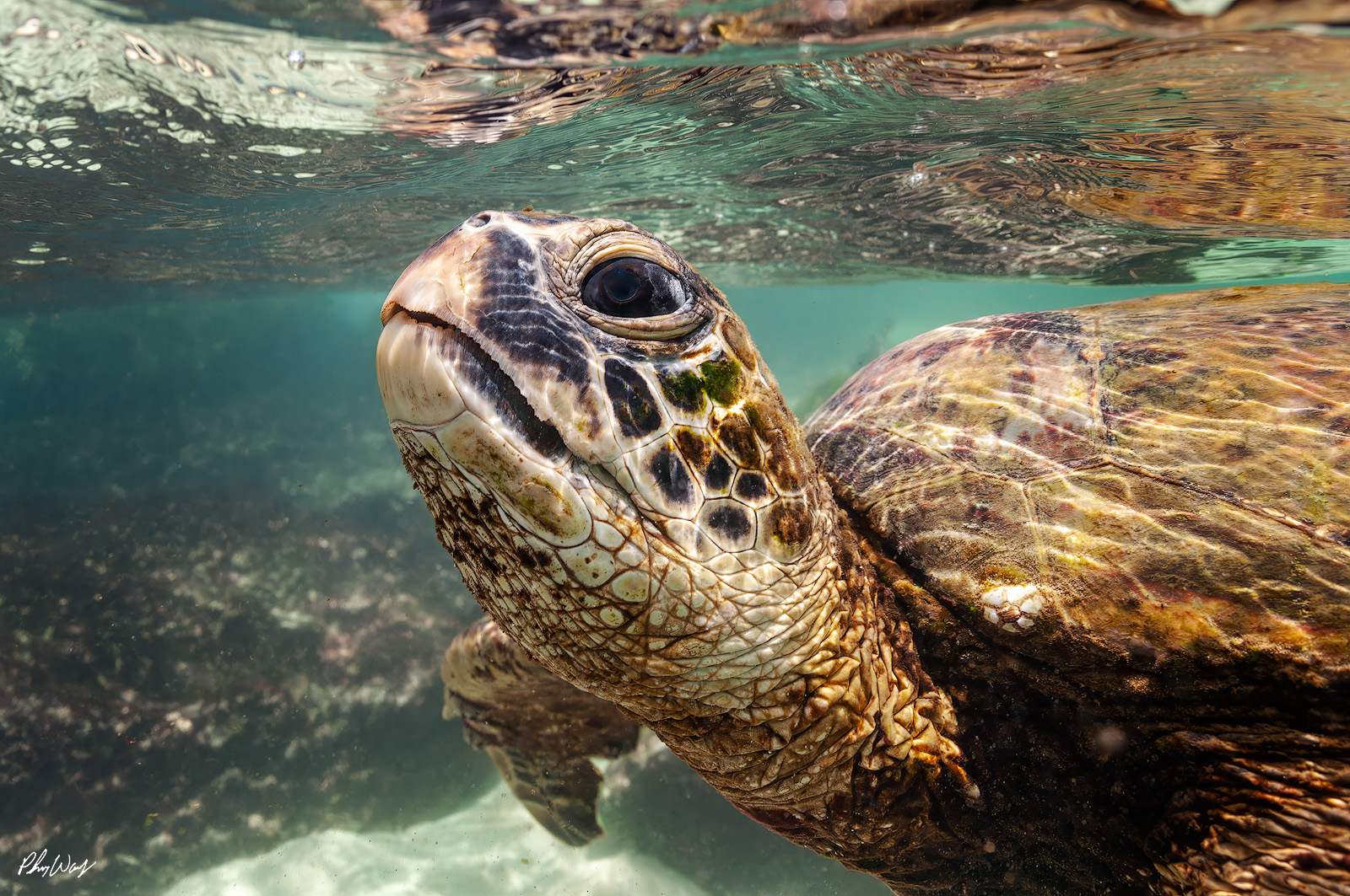 Curious Turtle A green sea turtle swims close to the camera in shallow ocean water near Haleiwa on the North Shore of Oahu, Hawaii, with clear water and light ripples above.