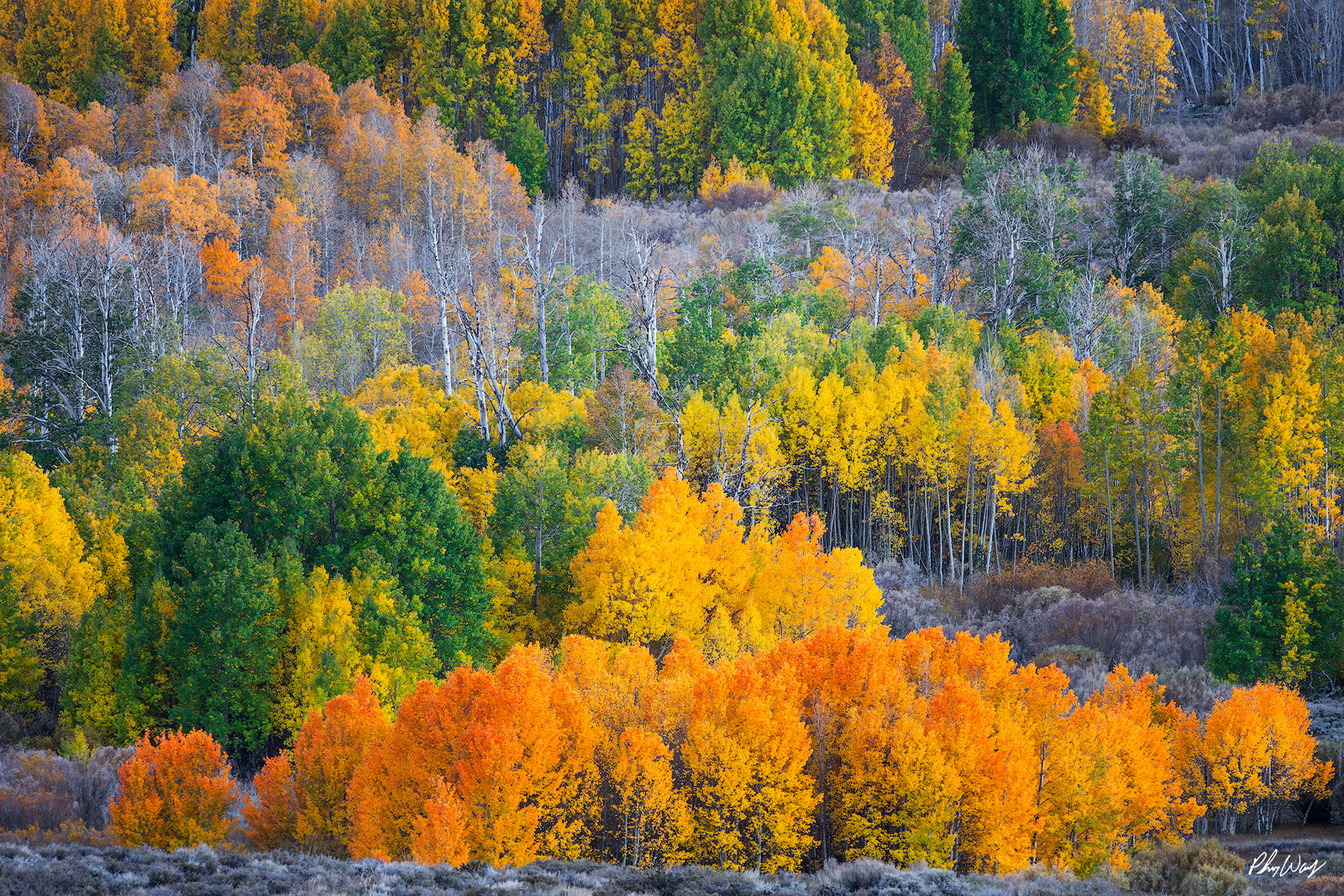 Autumn Dream Layered aspen forest displaying vibrant yellow, orange, and green fall colors in Lee Vining, Eastern Sierra Nevada, California.