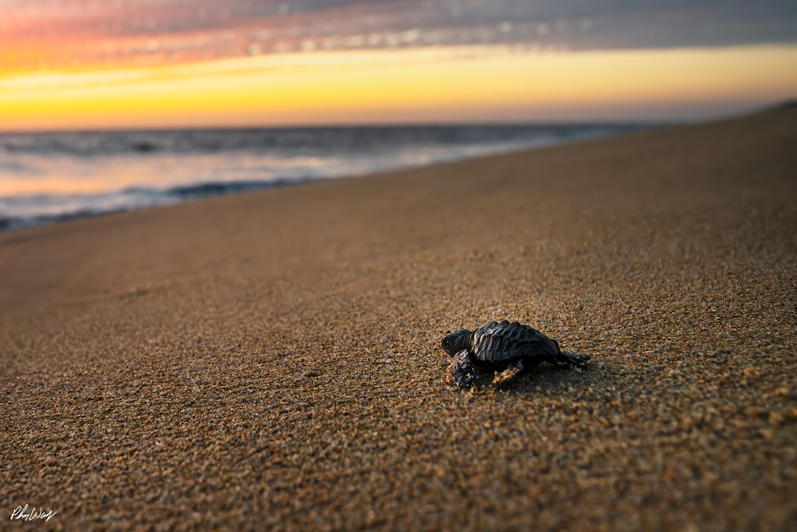 big-baby-moves Baby sea turtle crawling across sandy beach at sunrise in Cabo San Lucas Mexico.