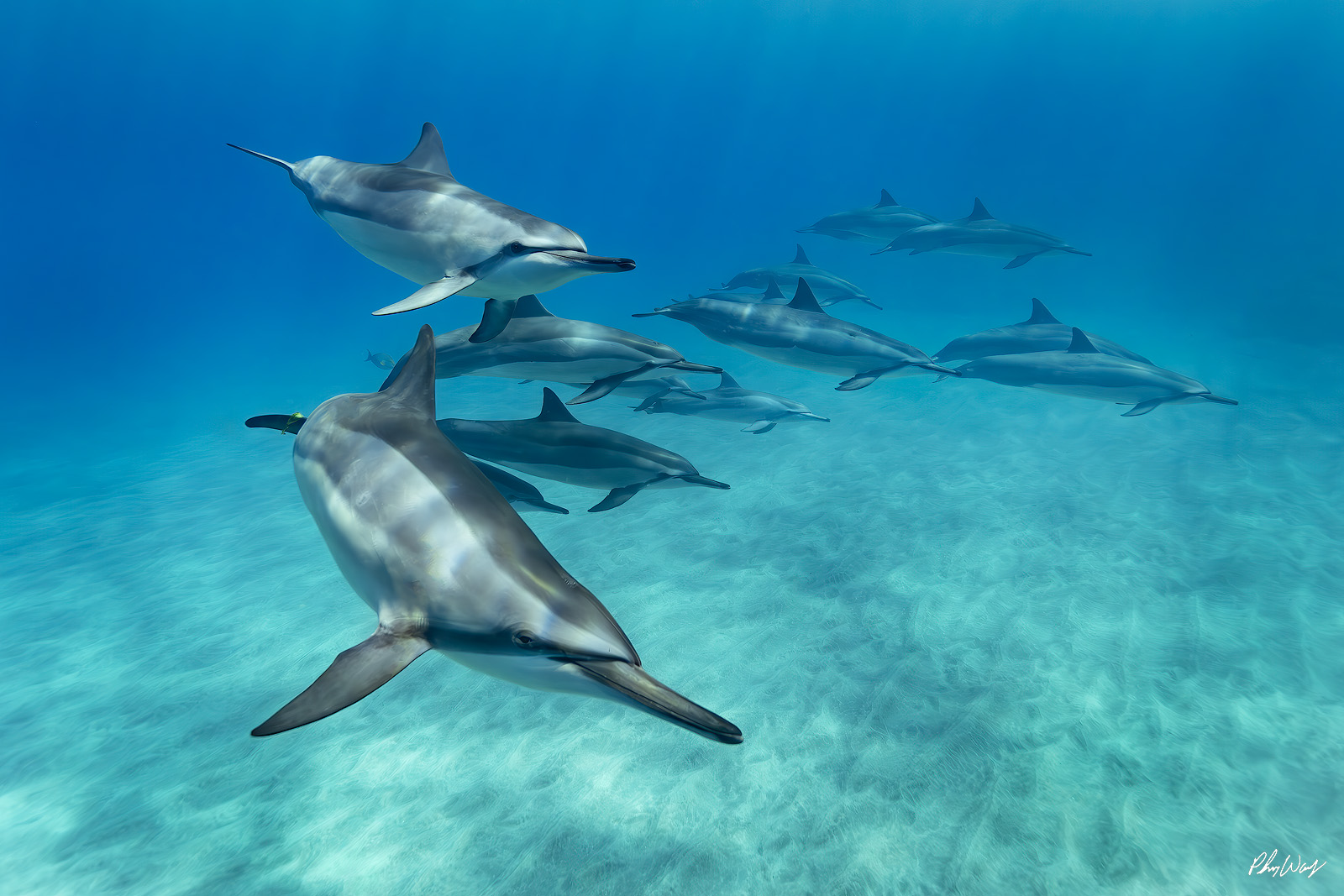 Smiling Spinner Dolphins Pod of spinner dolphins swimming together in clear blue water off the Kona coast on the Big Island of Hawaii.