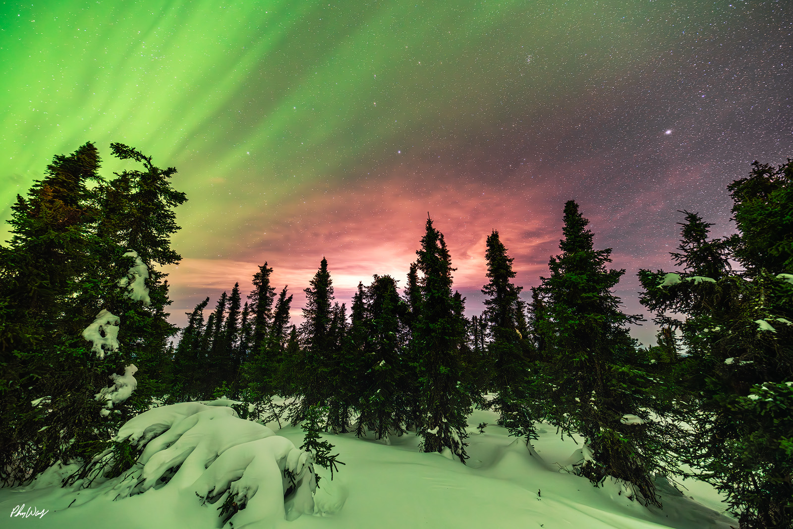 Aurora Moonlight Green northern lights glowing above a snow covered evergreen forest with moonlit clouds in the White Mountains Yukon Alaska.