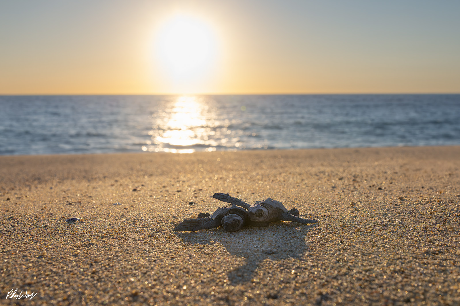 Napping Turtles Baby sea turtles resting on sandy beach with ocean and sun in background in Cabo San Lucas Mexico.