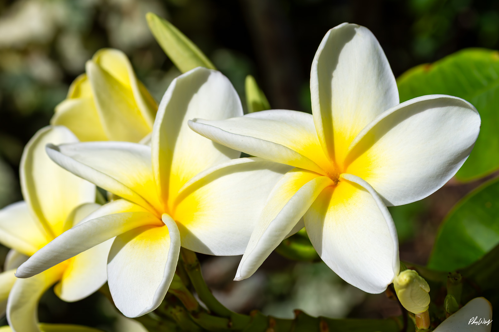 Perfect Light Plumeria's White plumeria flowers with yellow centers photographed in soft natural light in Kona, Hawaii.