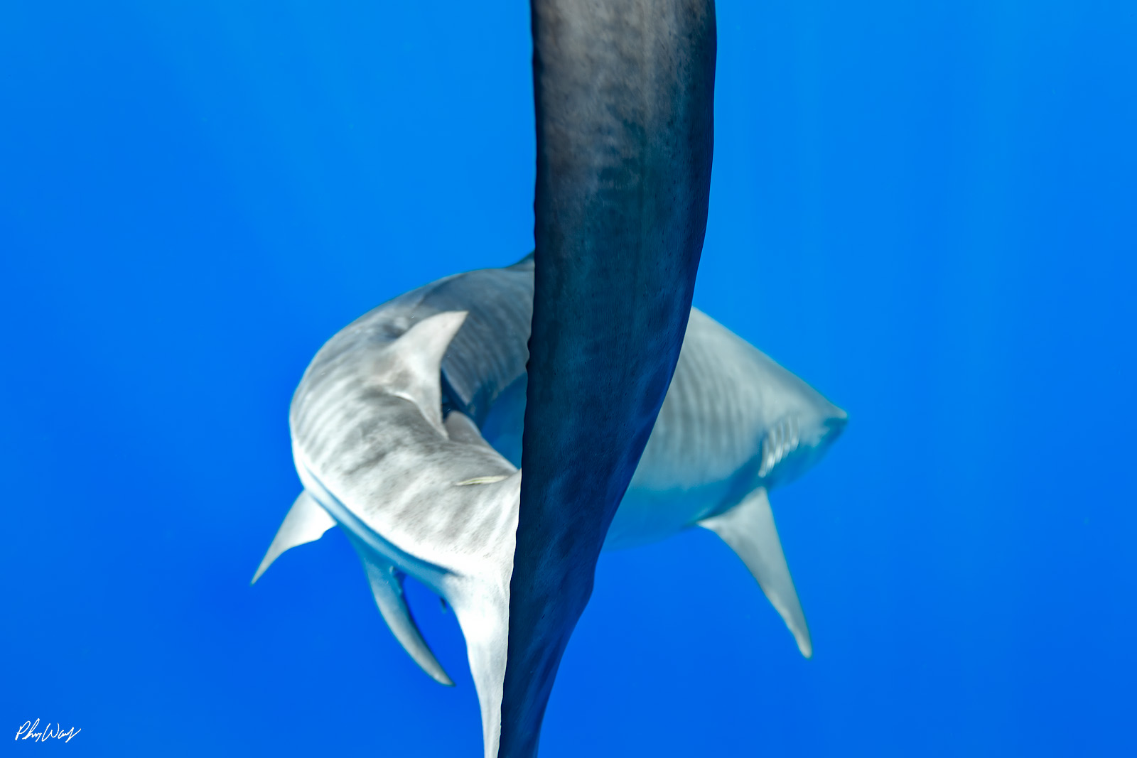 Tiger Shark Tail Close up underwater view of a tiger shark tail and body turning in blue ocean water off the North Shore of Oahu, Hawaii.