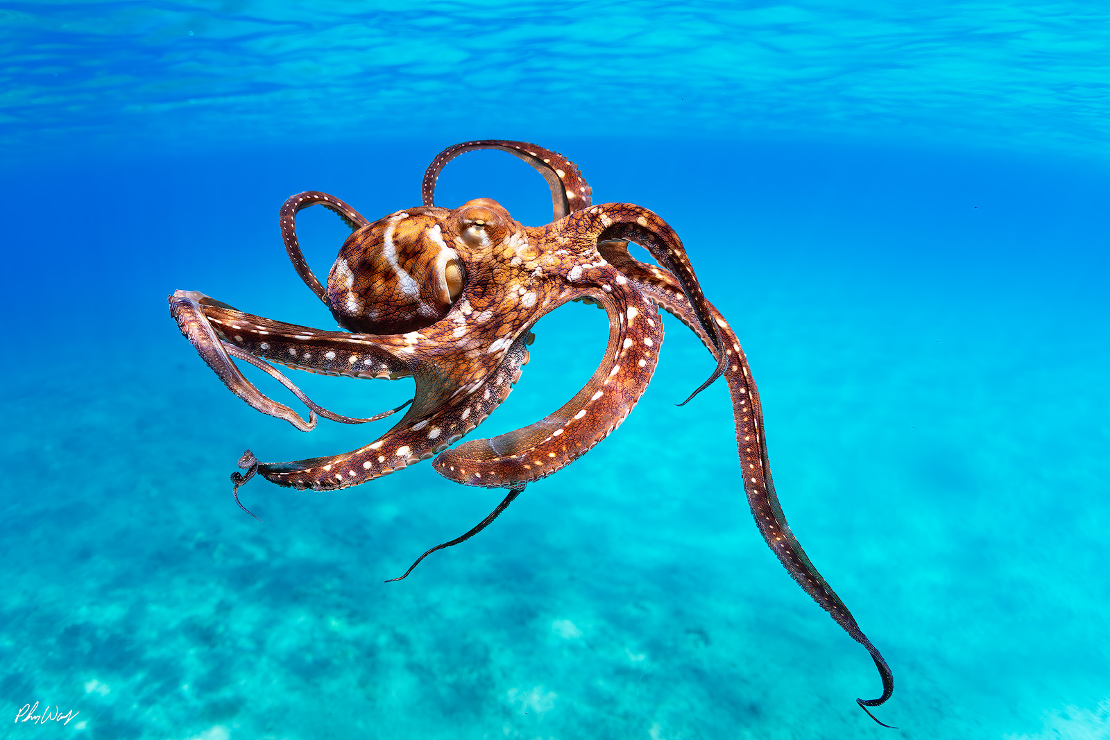 Stretching Octopus Underwater photograph of an octopus stretching its arms in clear blue ocean water off the North Shore of Oahu, Hawaii.