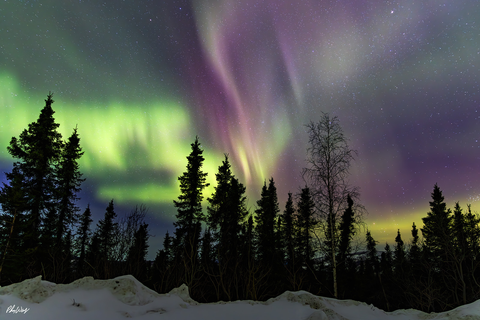 Lights and Trees Green and purple northern lights glowing above snow covered forest and silhouetted trees in the White Mountains Yukon Alaska.