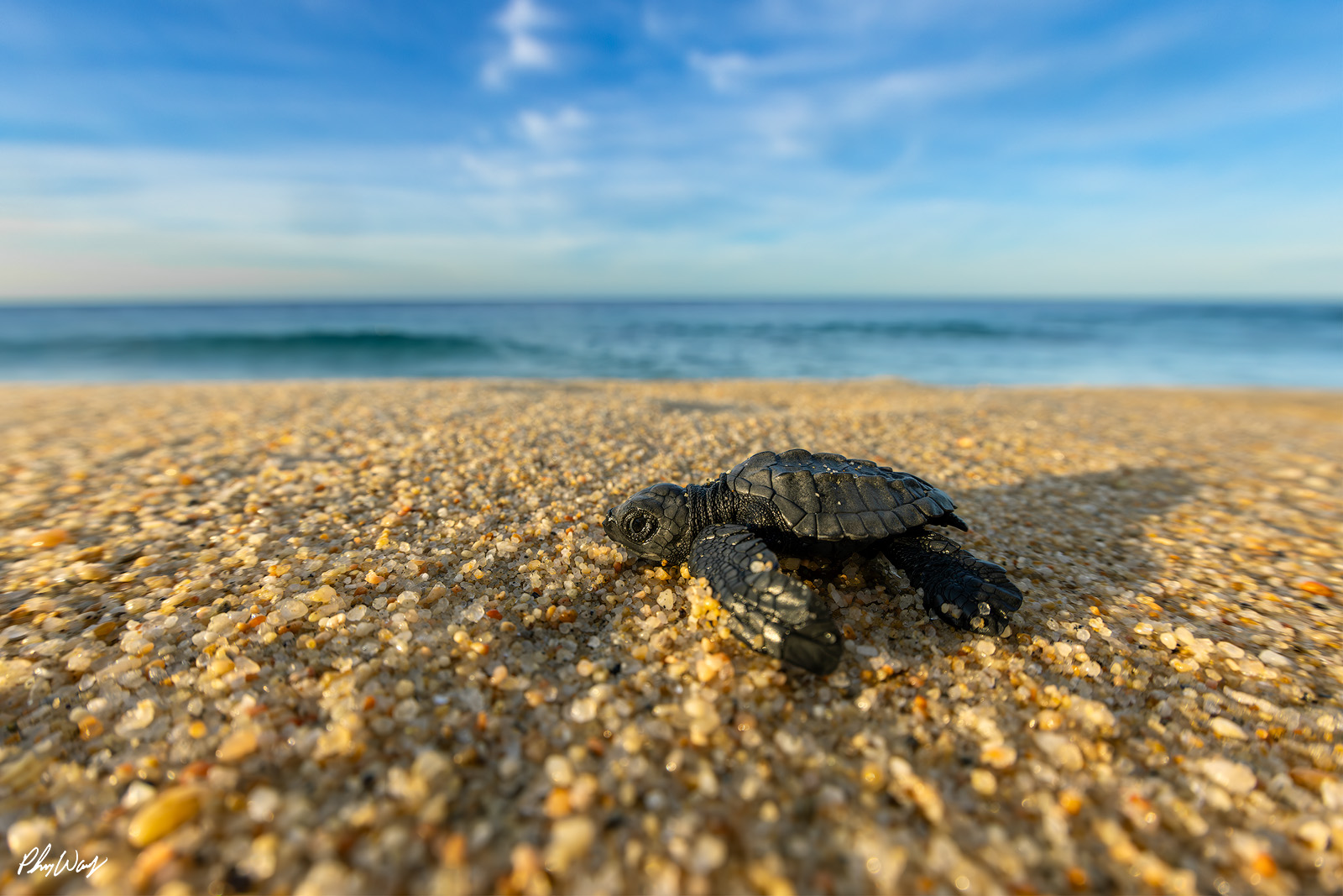Lil Turtle Stare Baby sea turtle resting on sandy beach with ocean in background in Cabo San Lucas Mexico.