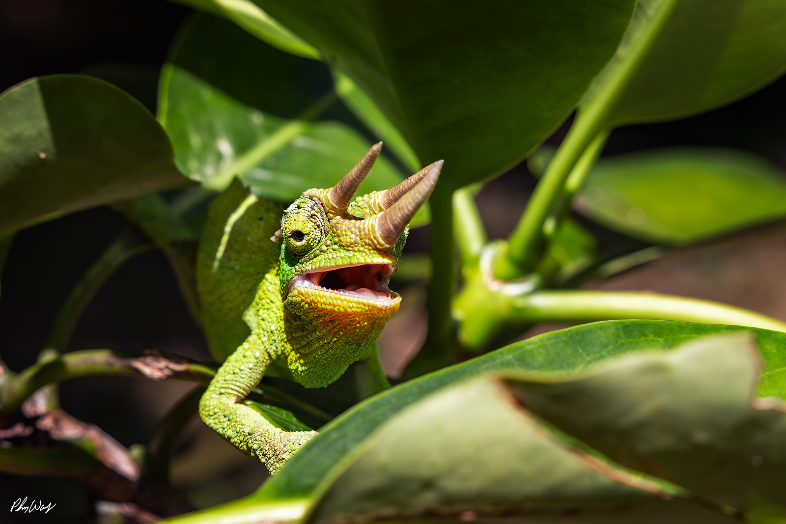 Smiling Jackson Chameleon Green Jackson chameleon with open mouth perched among leaves in Kona Hawaii.