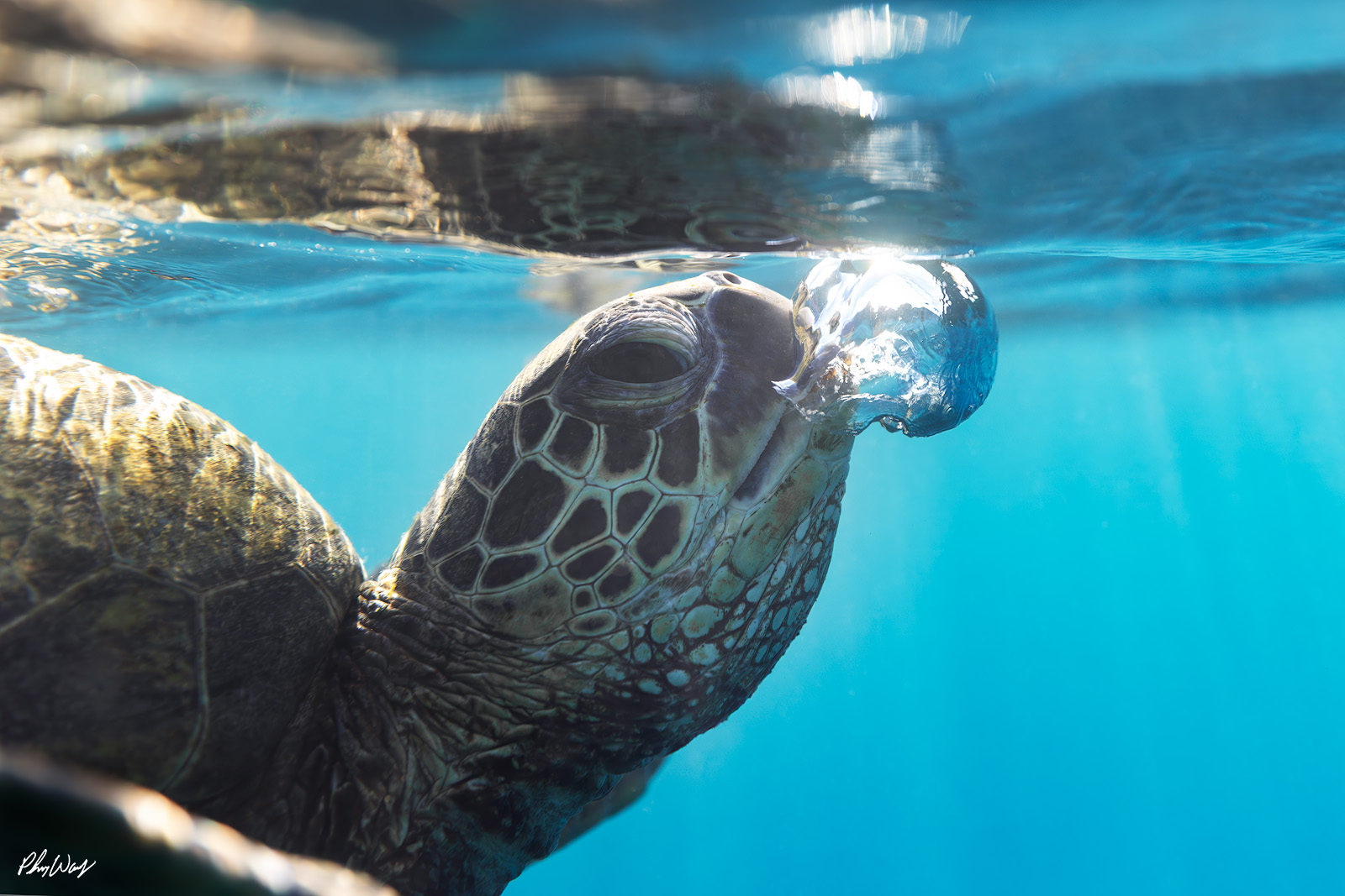 North Shore Bubble Turtle A green sea turtle releases a small air bubble at the ocean surface in clear blue water near Haleiwa on the North Shore of Oahu, Hawaii.