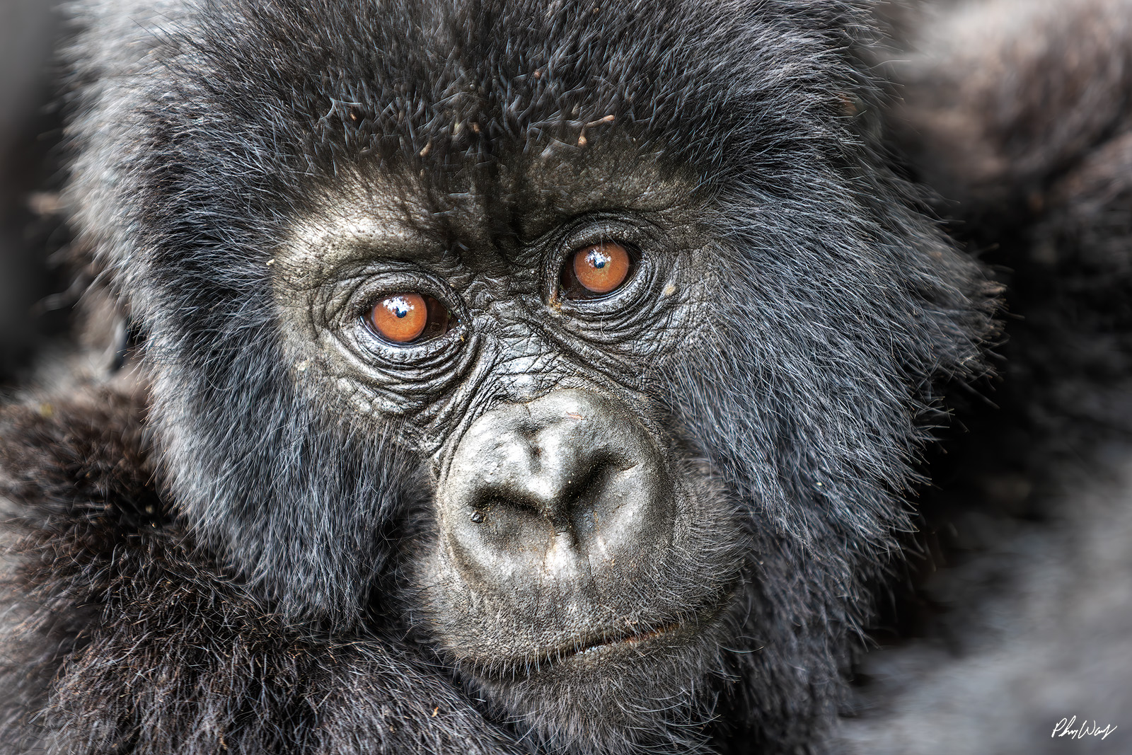 Baby Gorilla Stare Close up portrait of a baby mountain gorilla with expressive eyes in Volcanoes National Park Rwanda.