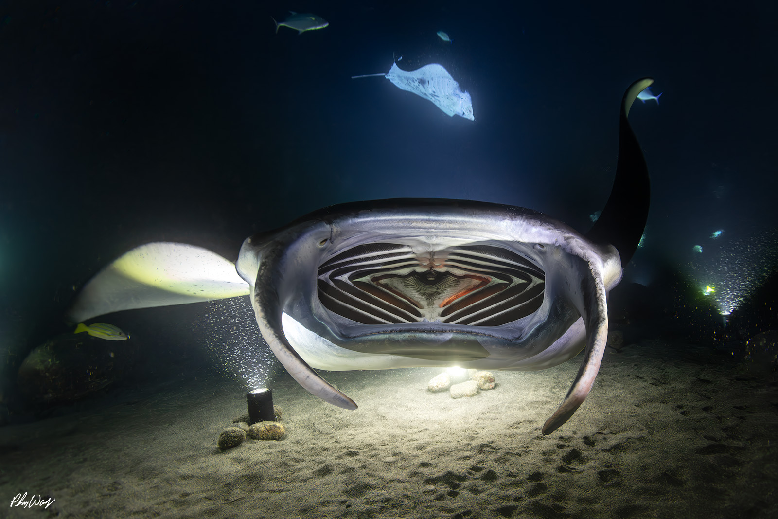 Manta Ray Mouth Manta ray swimming underwater at night with mouth open near the ocean floor.