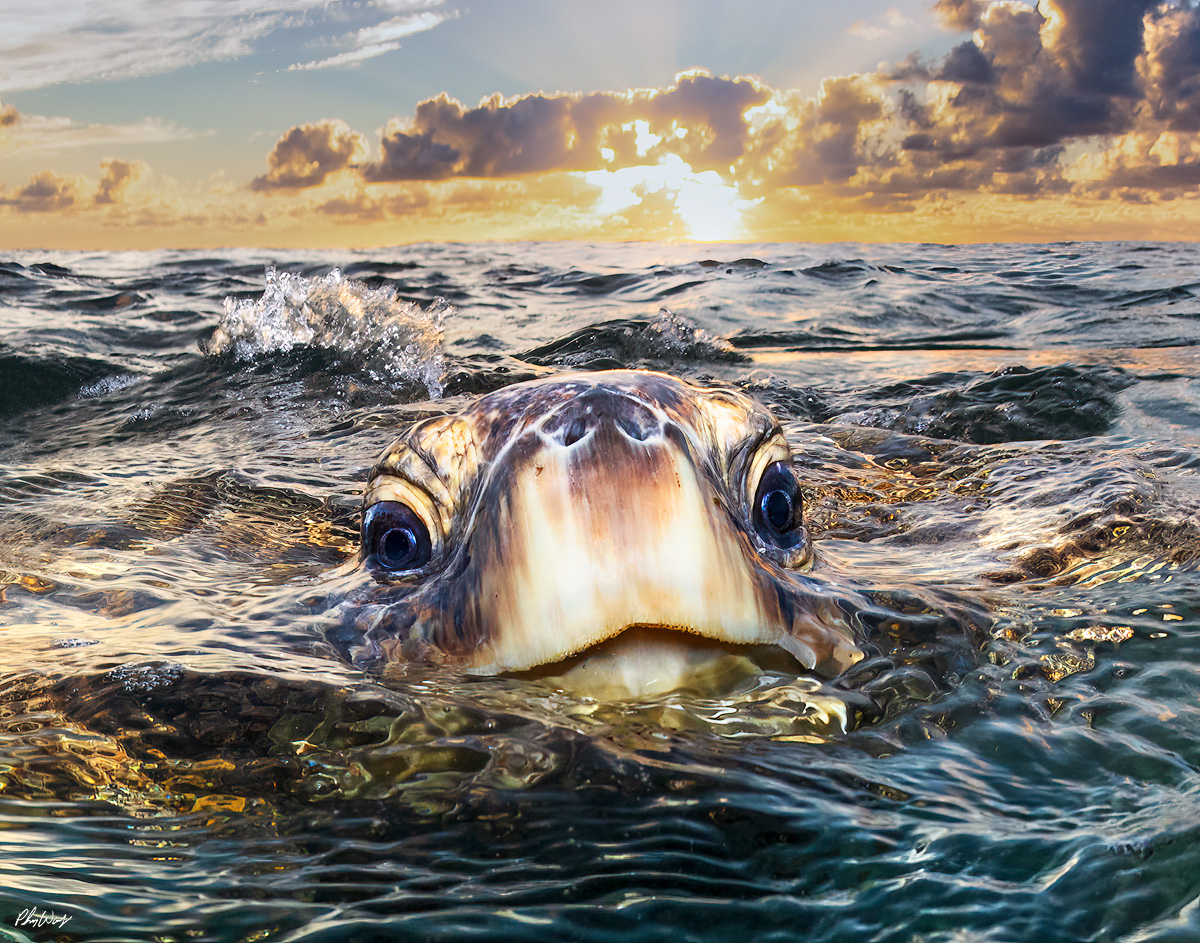 Peek a Boo captures a rare and intimate sunset moment between photographer and wildlife in the waters off Haleiwa on the North Shore of Oahu, Hawaii. As the sun set over the Pacific Ocean, the world&rsquo;s happiest sea turtle surfaced unexpectedly and swam directly toward the camera, appearing to smile as it aligned perfectly with the glowing horizon. The photograph reflects a fleeting encounter shaped by timing, trust, and the natural rhythm of the ocean.  The moment resulted in an image that feels personal, joyful, and quietly powerful. Peek a Boo is one of Philip Waller&rsquo;s most collected fine art photographs and has become a defining image of his body of work. Offered as a metal, acrylic, canvas, and paper fine art photography print this piece is produced using museum quality materials and archival processes designed to ensure longevity and exceptional detail. Peek a Boo brings the happiest turtle to life making  it well suited for homes, offices, and thoughtfully curated interiors. Its rarity, craftsmanship, and global recognition contribute to its lasting value as a collectible work of fine art.