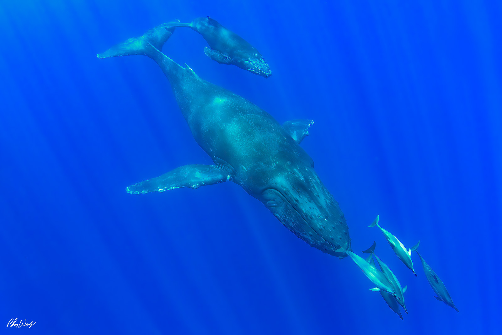 Whales and Dolphins Playing Underwater photograph of a humpback whale swimming alongside a pod of dolphins in deep blue ocean water off Oahu, Hawaii.