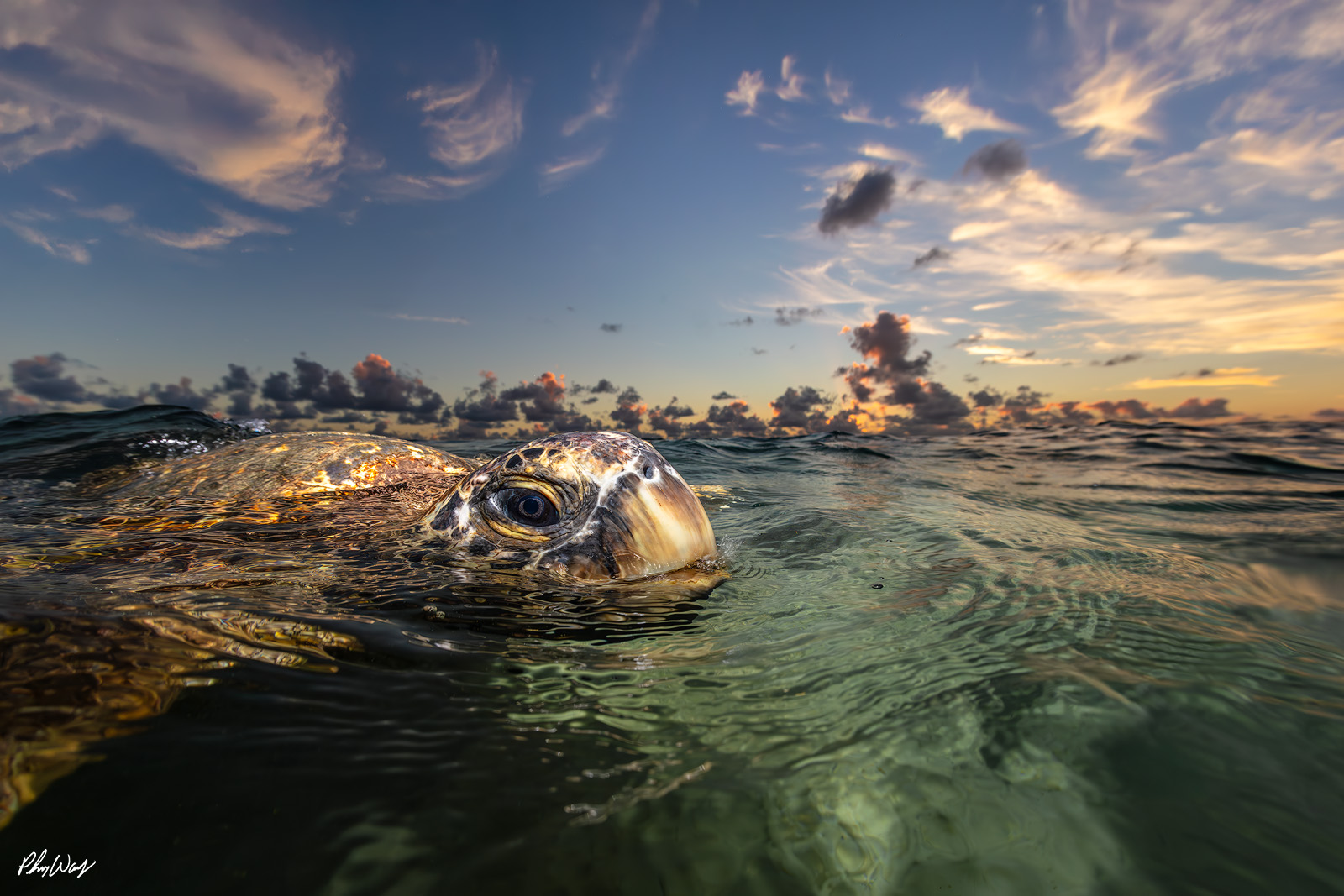 Oahu Sunset Turtle A green sea turtle surfaces in calm ocean water at sunset near Haleiwa on the North Shore of Oahu, Hawaii, with golden light reflecting across waves and clouds.