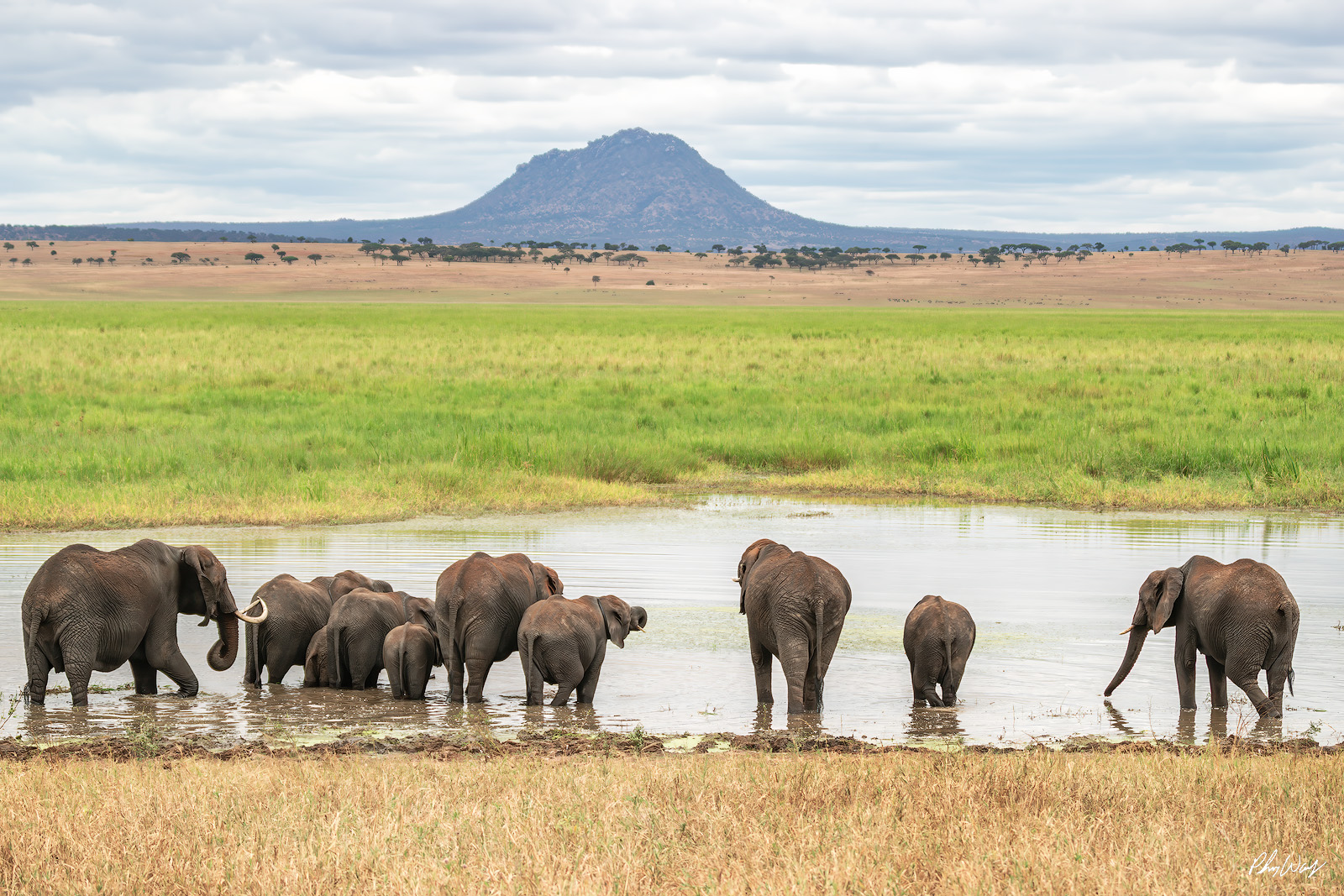 Killimanjaro Drinking Elephants Herd of elephants drinking at a watering hole with Mount Kilimanjaro in the background in Serengeti National Park Tanzania