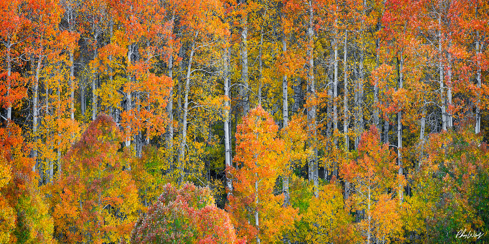 The Final Chapter Dense aspen forest with vibrant fall colors in Lee Vining, Eastern Sierra Nevada, California.