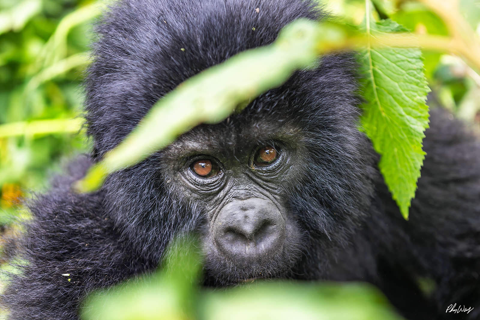 Glaring Gorilla Close up portrait of a mountain gorilla looking through green leaves in Volcanoes National Park Rwanda