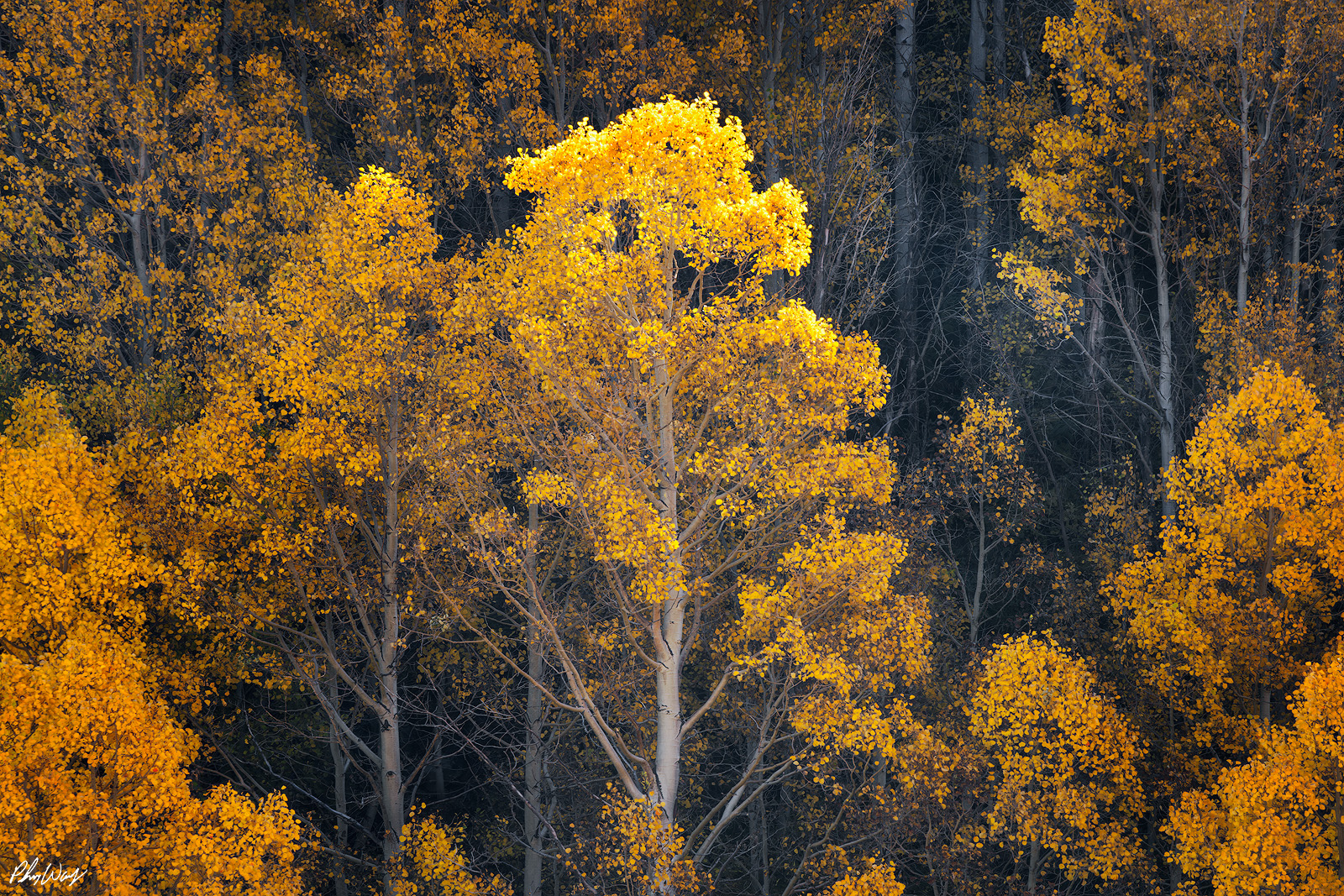 Touching Color Golden yellow aspen trees standing against a dark forest background in Lee Vining, Eastern Sierra Nevada, California.