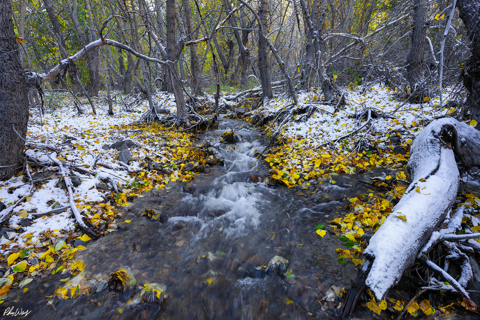 Snowy Creek Snow covered forest creek flowing through fallen yellow leaves in Bishop Creek Canyon, Eastern Sierra Nevada, California.