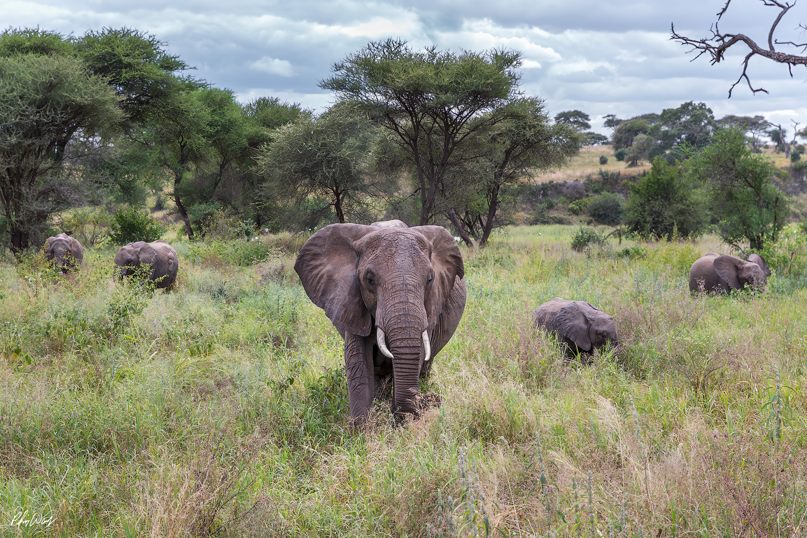 Elephant Posse Group of African elephants walking through green grass in Serengeti National Park Tanzania