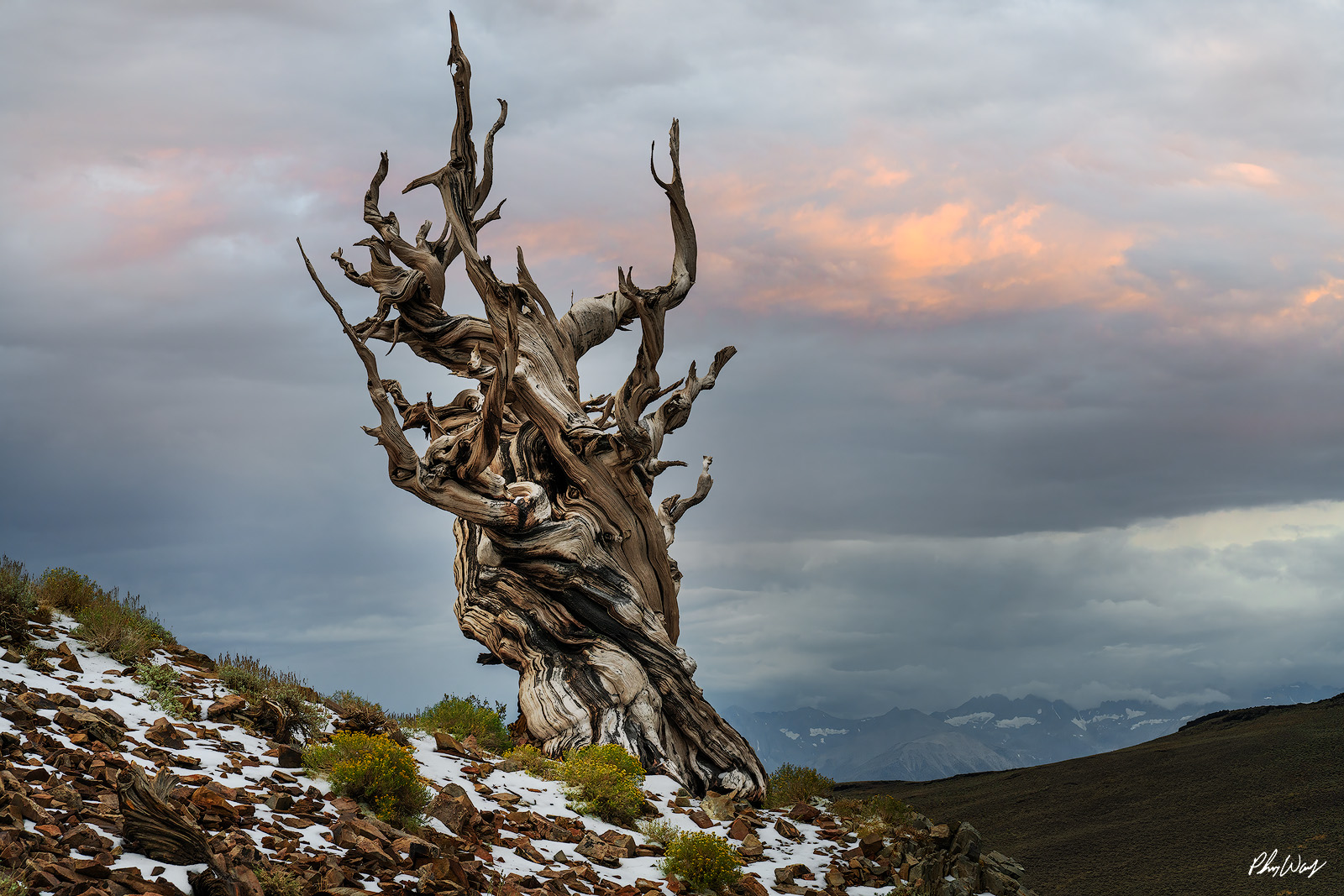 Bristlecone Magic Ancient bristlecone pine tree standing on a rocky slope under dramatic clouds in California.