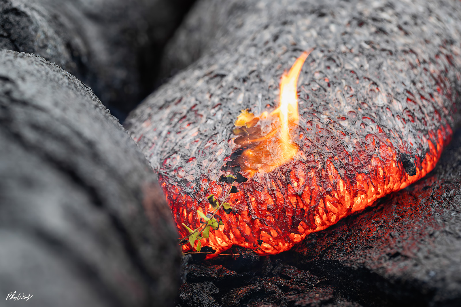 Death Becomes Big Island Close up of glowing lava with a small plant burning on its surface in Kalapana on the Big Island of Hawaii.