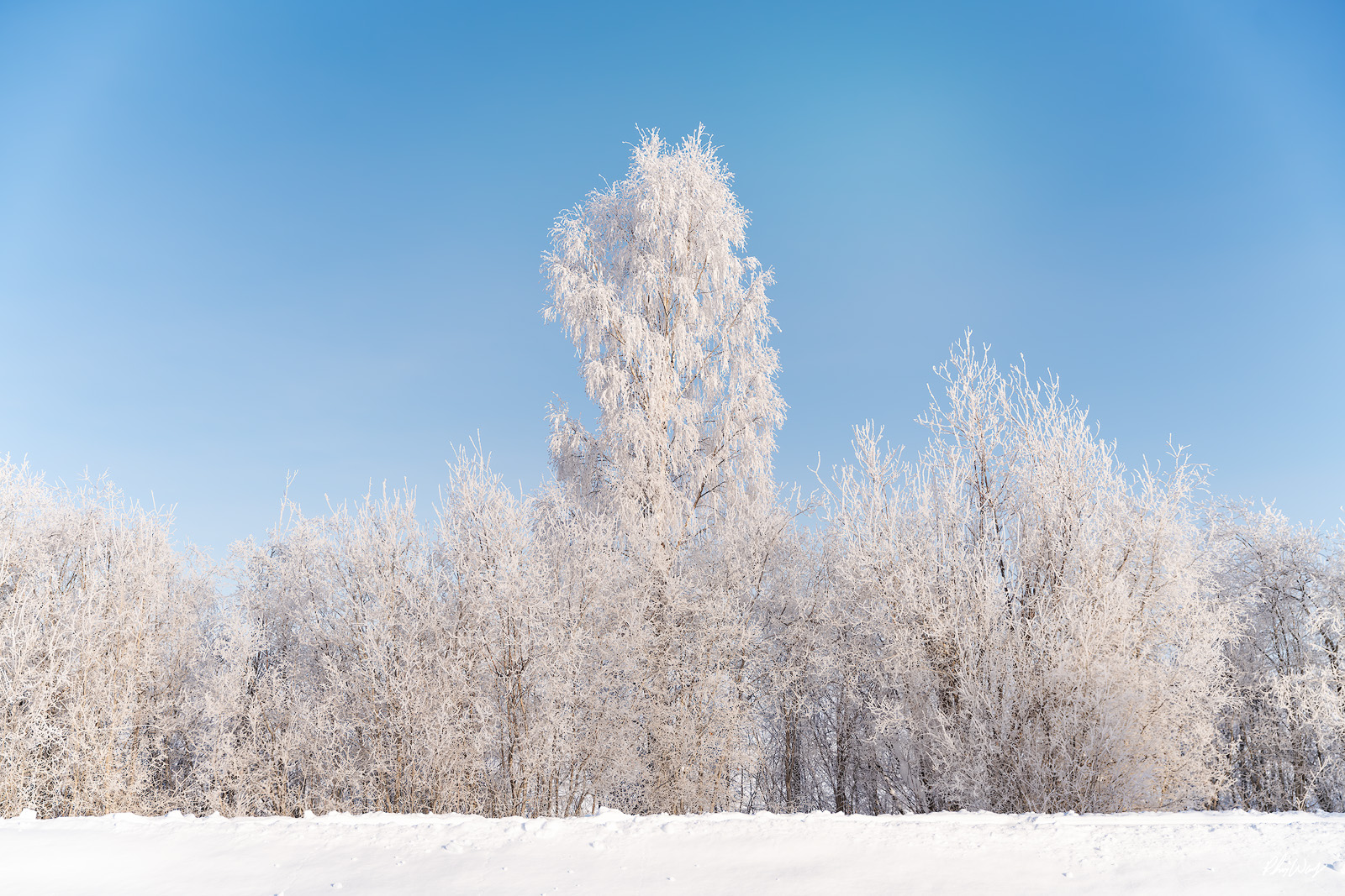 Forest of Ice Ice covered trees and frost coated forest beneath a clear blue winter sky in Fairbanks Alaska.