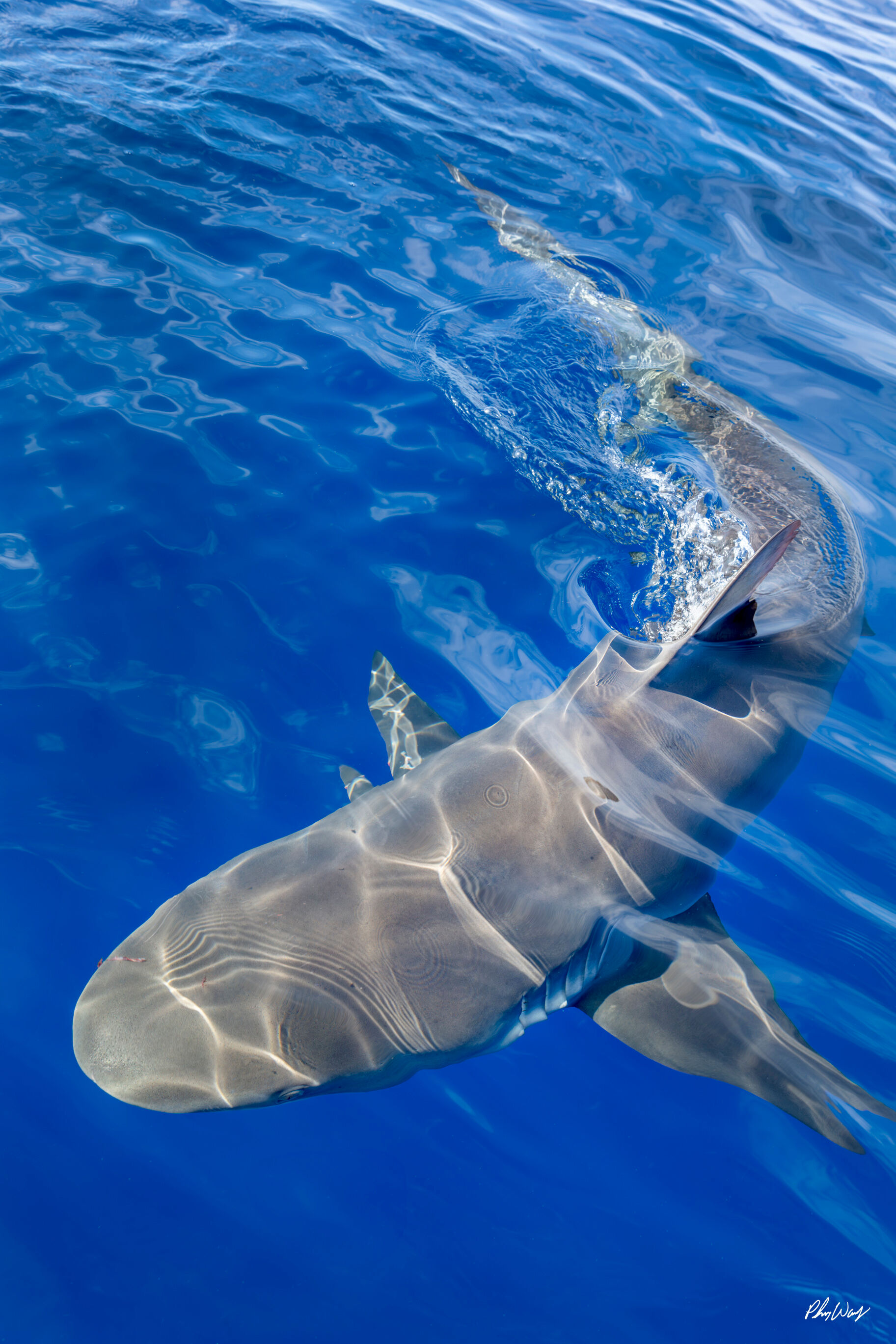 Surfacing Galapagos Shark Galapagos shark swimming just below the ocean surface in clear blue water.