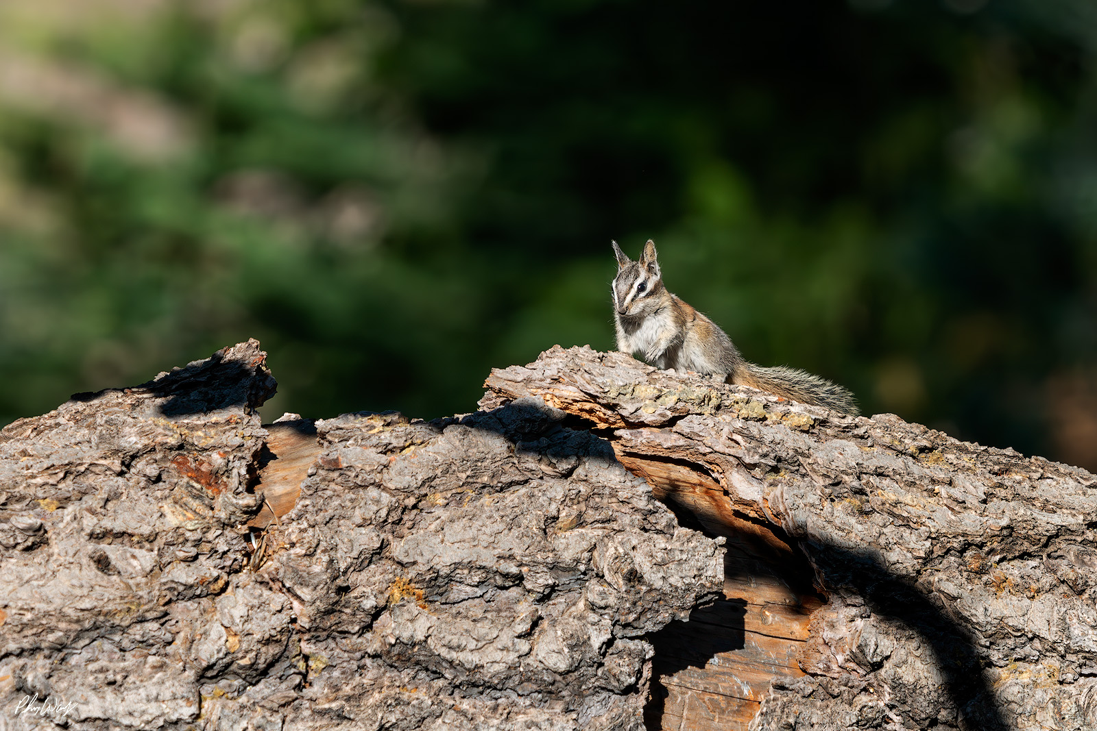Blue Steel Chipmonk Chipmunk sitting on a fallen tree trunk in Sequoia National Park, California.