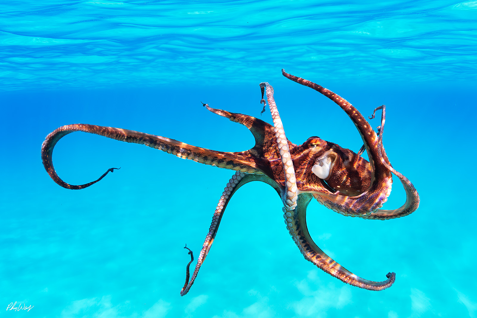 Dancing Octopus Octopus swimming in clear blue ocean water with arms extended.
