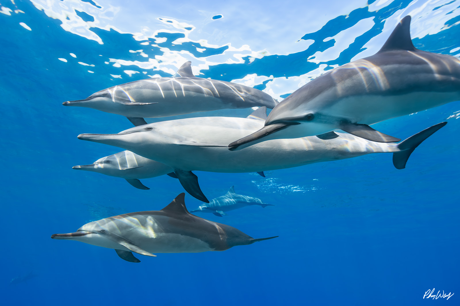 Up Close and Personal A group of dolphins swimming underwater near the surface with sunlight reflecting on their bodies