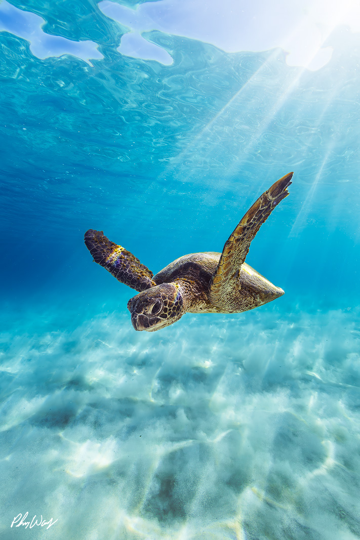 A green sea turtle swims above white sand in clear blue ocean water near Kona, Hawaii, with sun rays streaming through the surface creating a bright underwater 