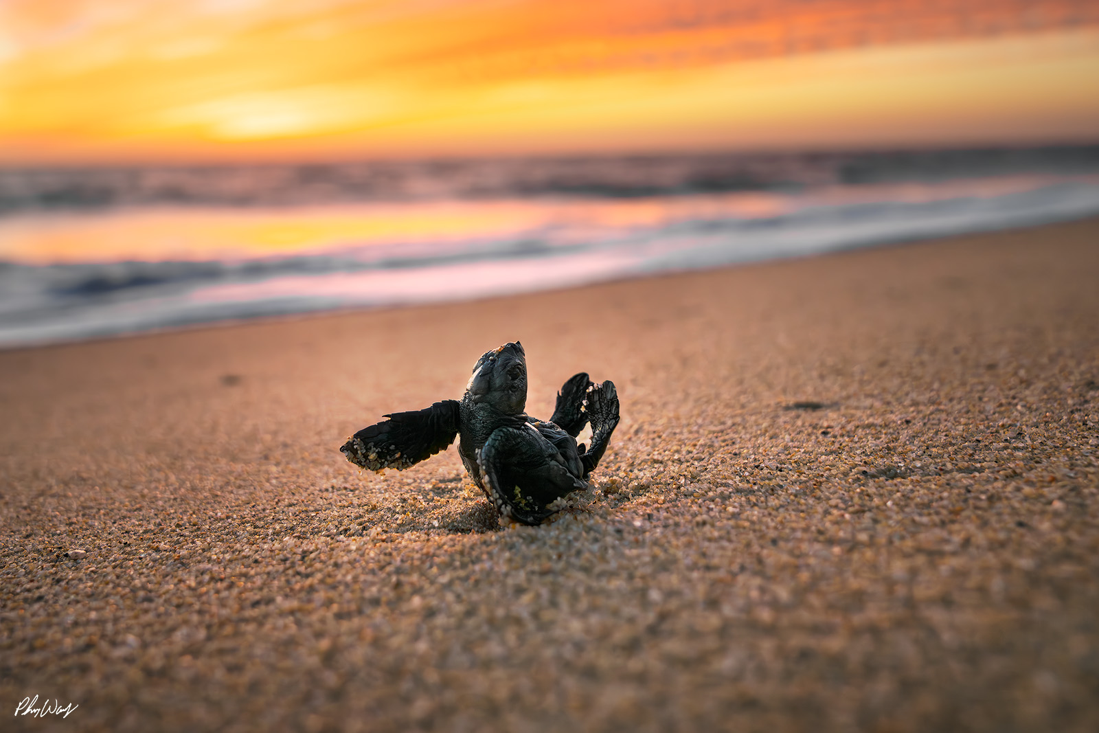 Turning Baby Turtle Baby sea turtle lifting flippers while turning on sandy beach with ocean and sunset in the background.