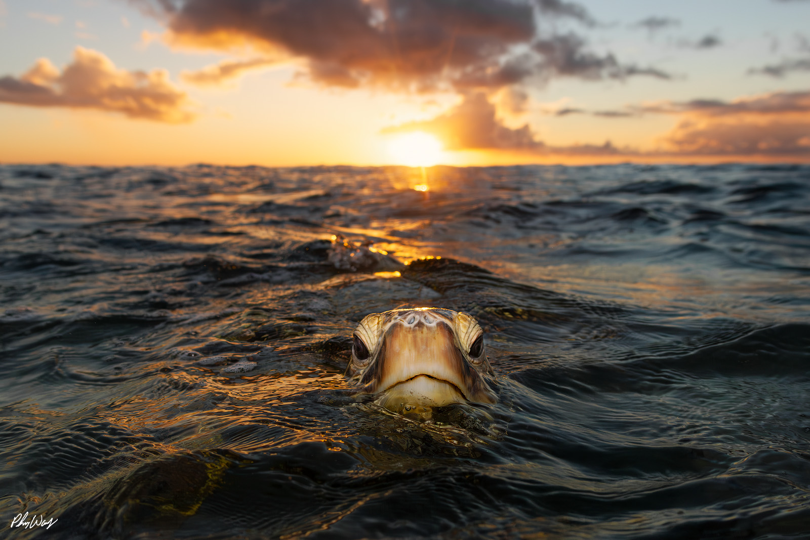A green sea turtle floats at the ocean surface during sunset near Haleiwa on the North Shore of Oahu, Hawaii, with golden light reflecting across rolling waves.
