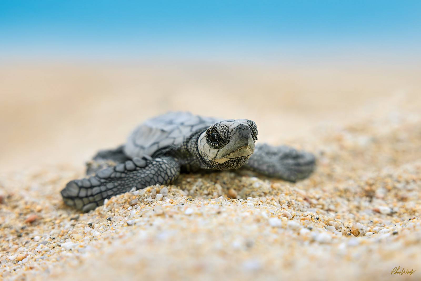 Howz Ya Doin Baby sea turtle resting on sandy beach with head raised and flippers extended.