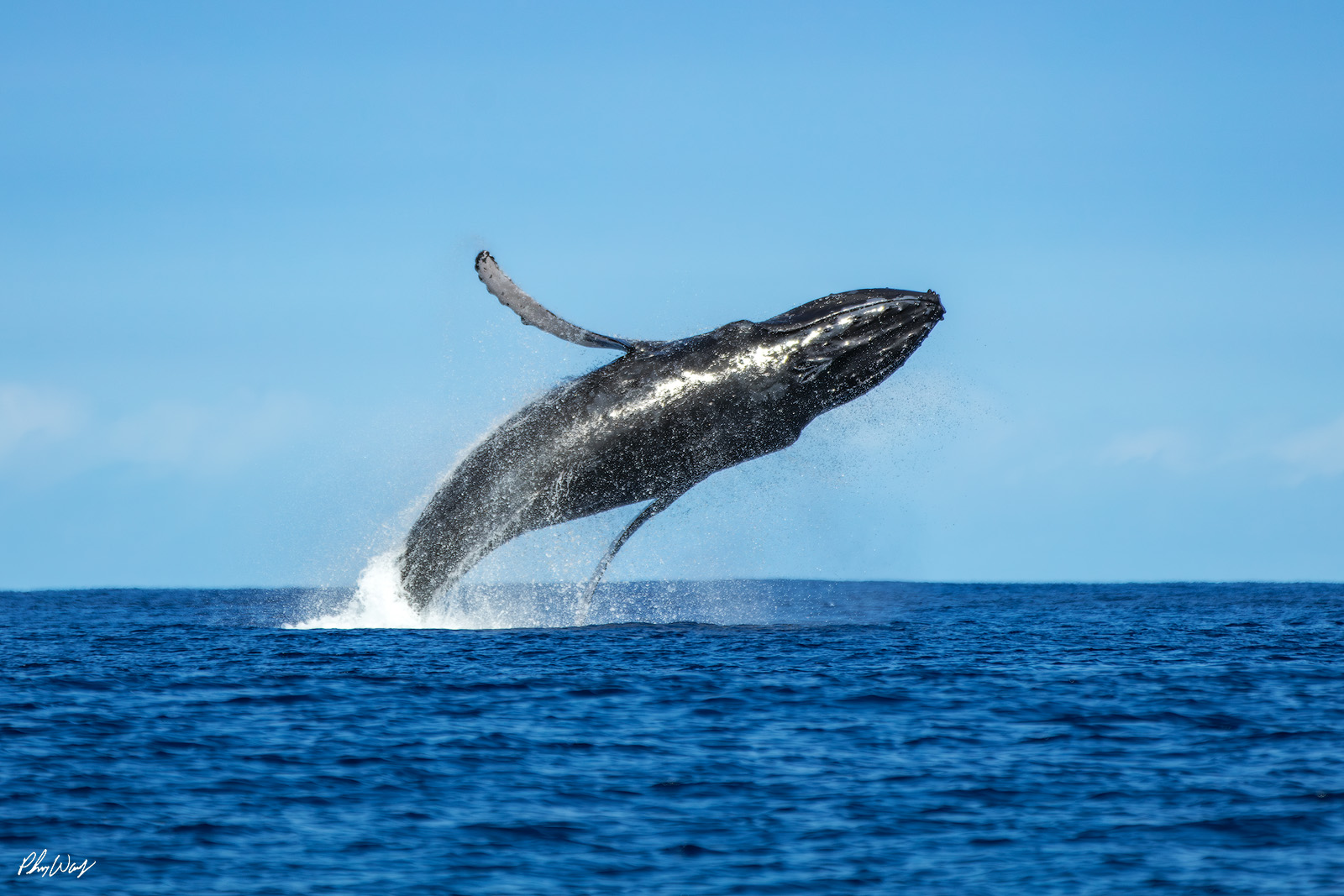 Jumping Humpback Whale Humpback whale breaching out of the ocean near Oahu Hawaii.