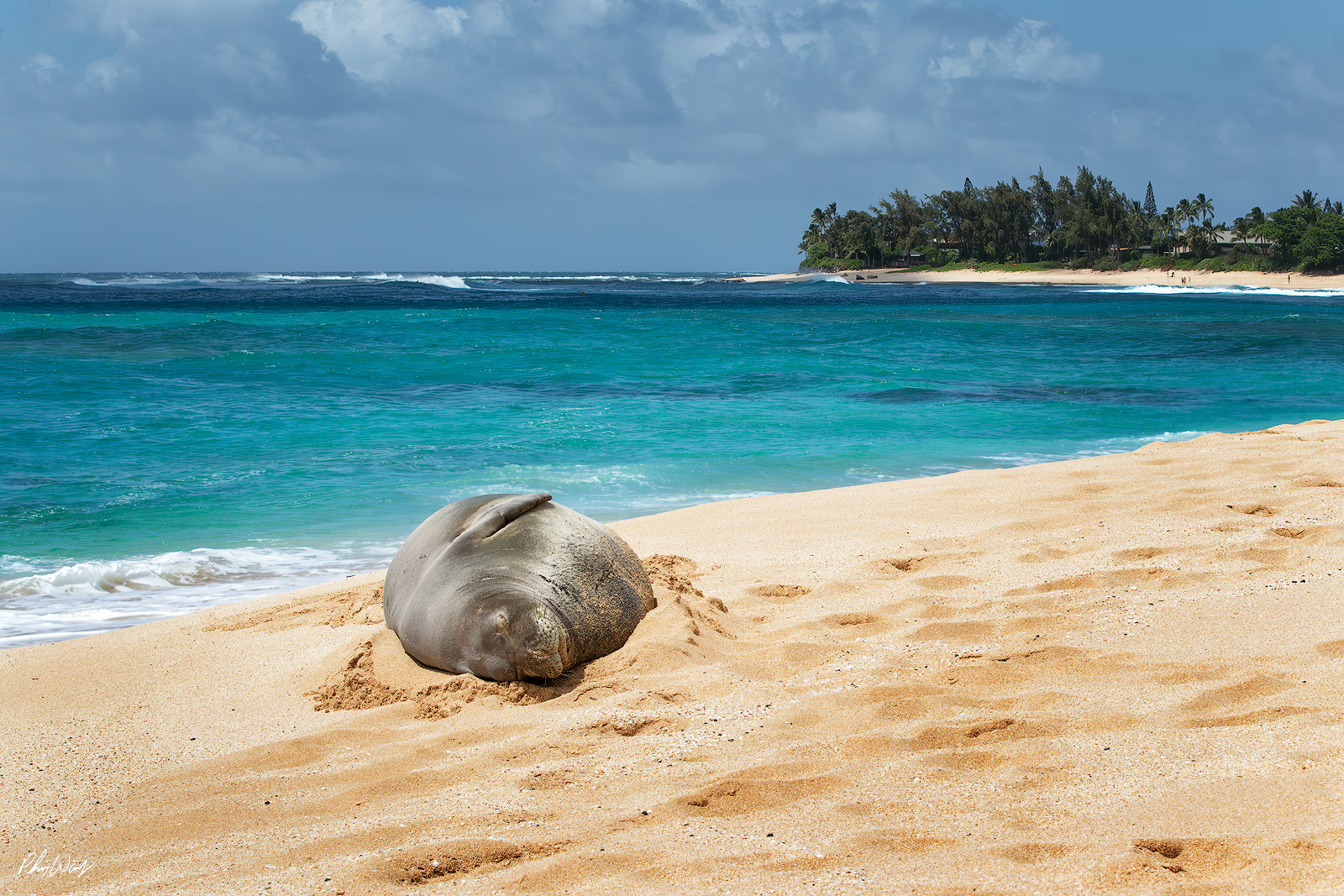 Sleeping Monk Seal Hawaiian monk seal sleeping on a sandy beach along the North Shore of Oahu in Hawaii.