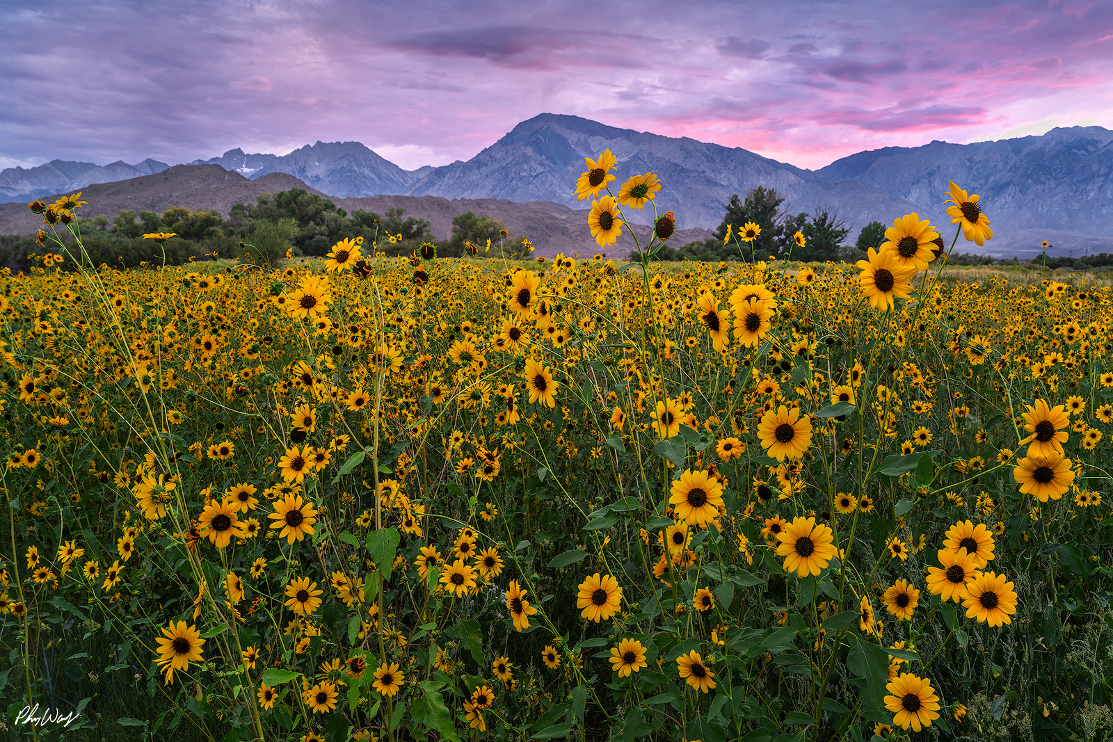 Bishop Sunflowers Field of yellow sunflowers with mountain peaks and colorful sky near Bishop, California.