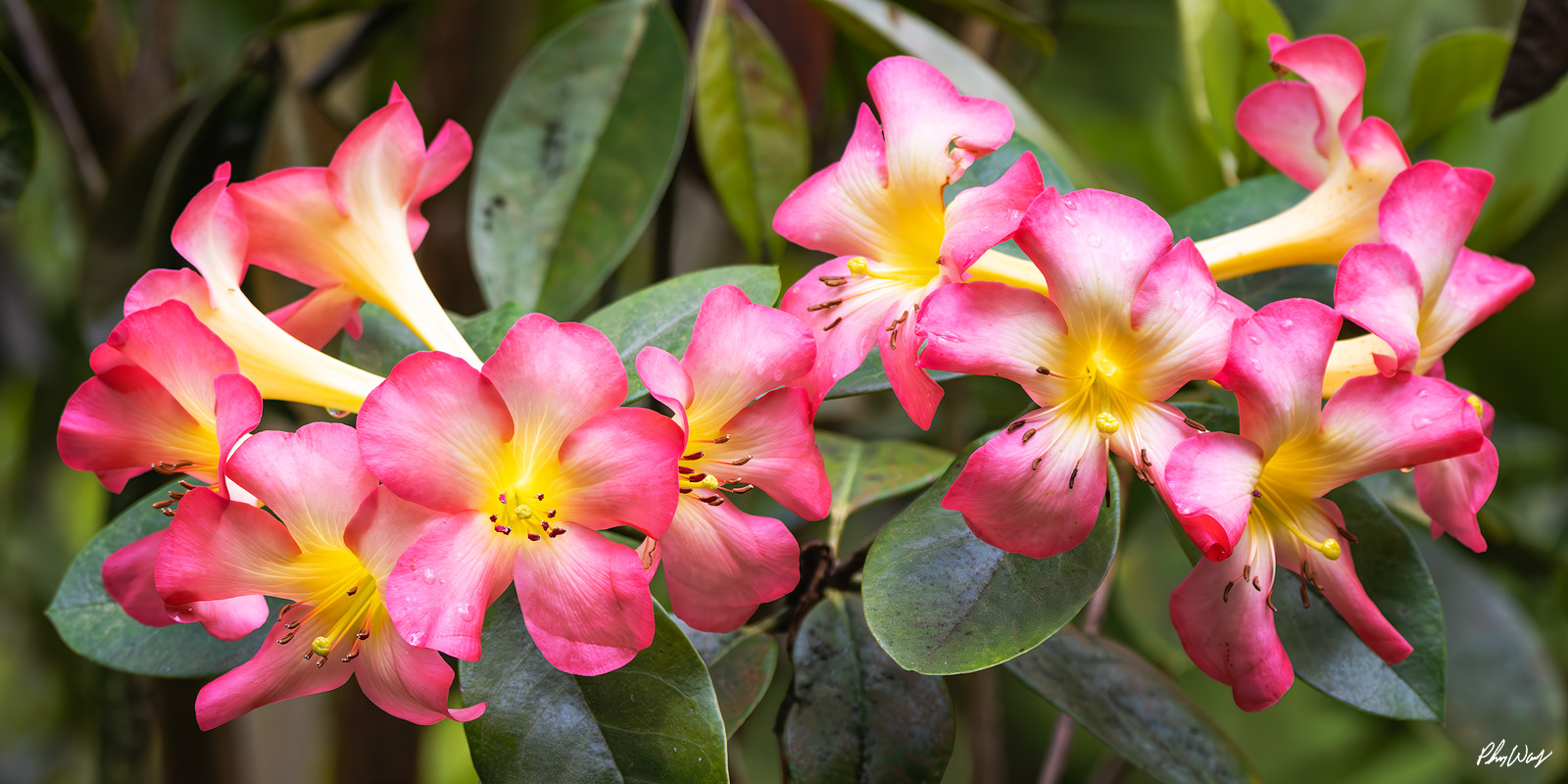 Desert Rose Flowers Pink and yellow desert rose flowers blooming in Kona on the Big Island of Hawaii.