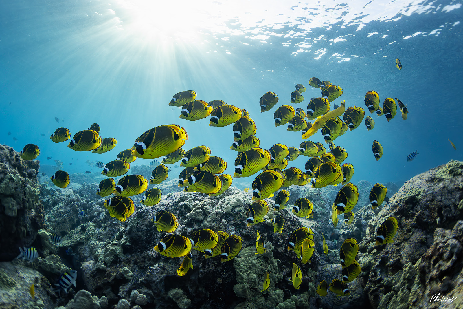 Sun Flares and Fish School of tropical fish swimming through sun rays underwater in Hawaii.