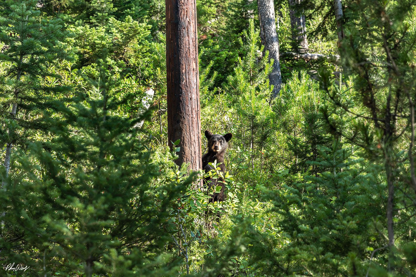 Peeping Baby Bear Young black bear cub peeking from behind a tree surrounded by dense forest in Sequoia National Park, California.
