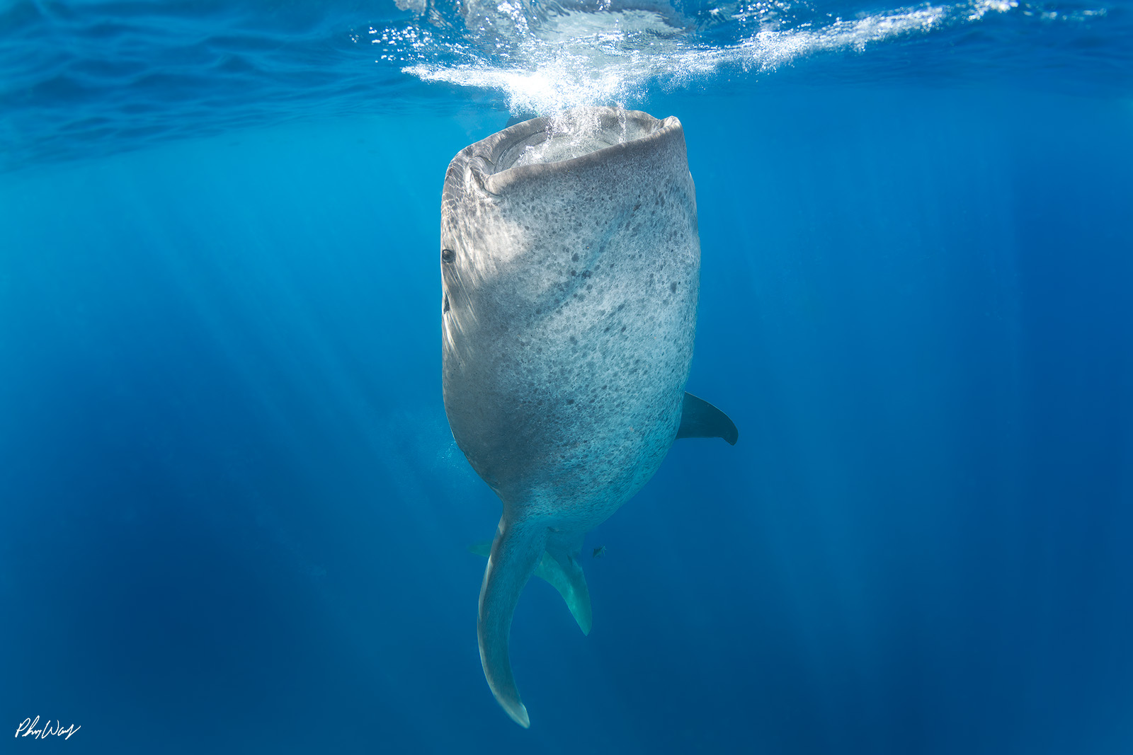 Suck Up Whale Shark Whale shark feeding vertically underwater with mouth open in blue ocean near Isla Mujeres Mexico.